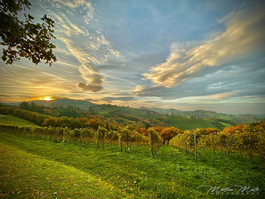 Weinberge Südsteiermark