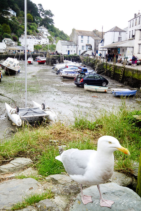 Polperro