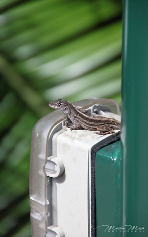 Gecko