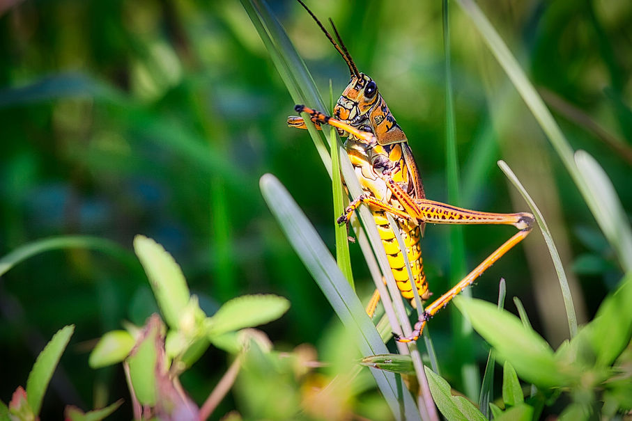 Romalea microptera Heuschrecke