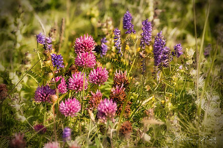 Wildblumen