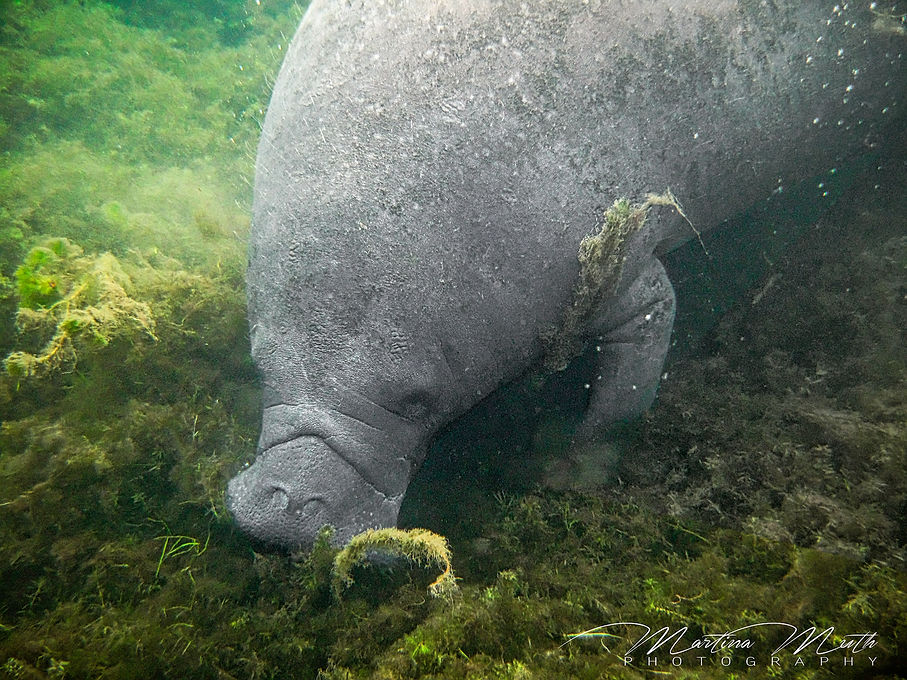 Capt. Mike's Sunshine River Tours Manatees
