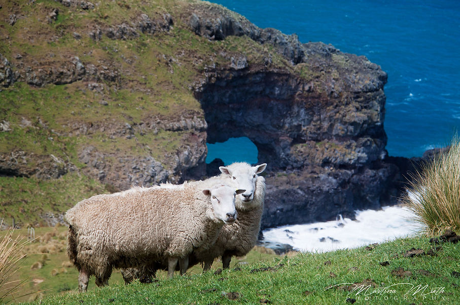 Akaroa Head