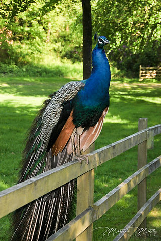 Pfau